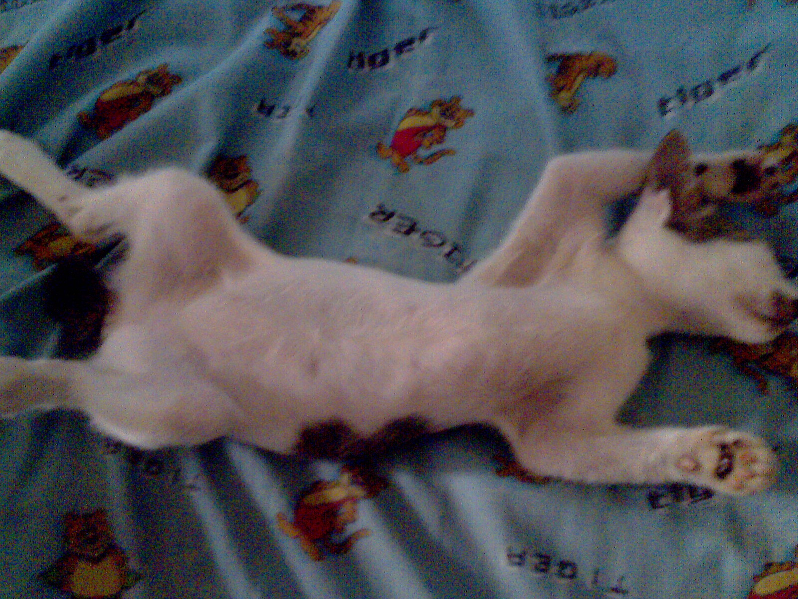 My Naughty Cutie Loony Cat CeliaCitrifolias Blog