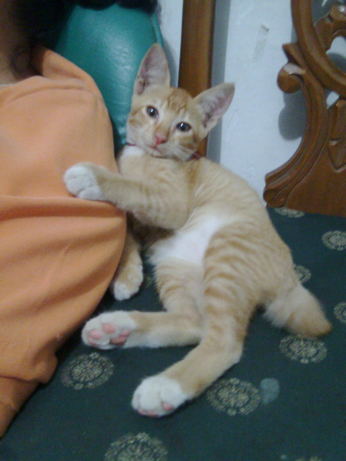 My Naughty Cutie Loony Cat CeliaCitrifolias Blog